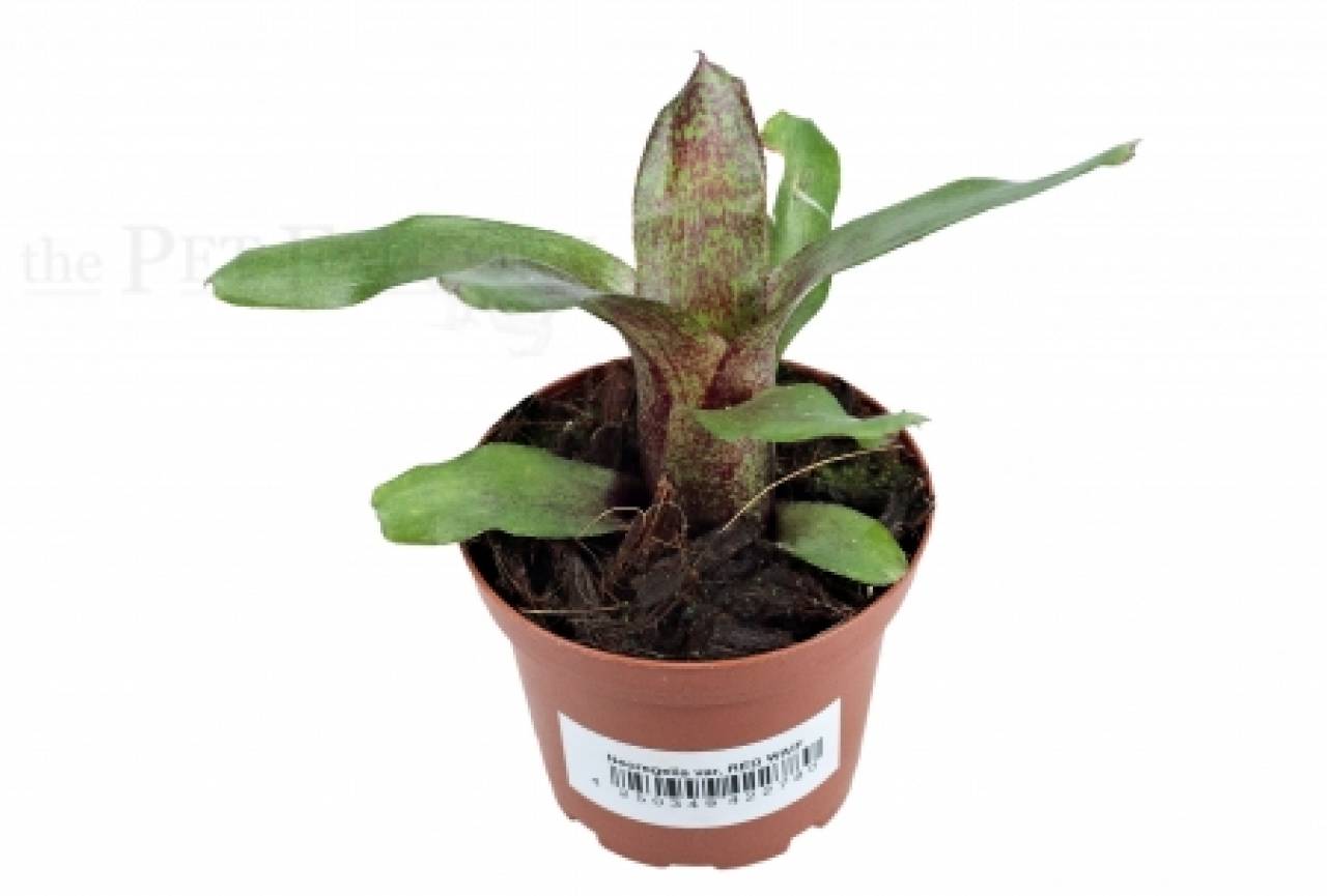 Neoregelia var. RED WAIF